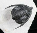 Uncommon Diademaproetus Trilobite from Ofaten #10757-4